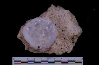 藏品(尼可巴海菊蛤)的圖片